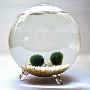 MARIMO MARIMO