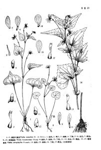 長距堇菜組 長距堇菜組