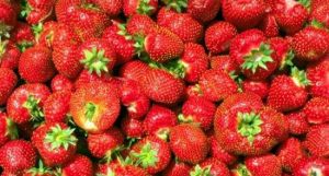 西營村草莓園 西營村草莓園