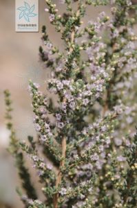 紅砂[檉柳科紅砂屬植物]