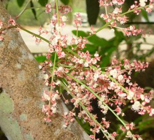 雲南假韶子 雲南假韶子