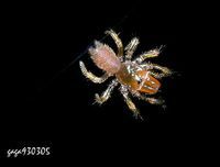 卡氏地蛛 卡氏地蛛