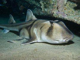 澳大利亞虎鯊 澳大利亞虎鯊