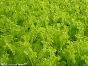(圖)生菜、白苣