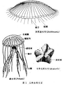 腔腸動物門（化石）