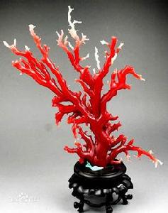 紅珊瑚[有機寶石]