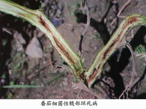 番茄細菌性髓部壞死病 番茄細菌性髓部壞死病