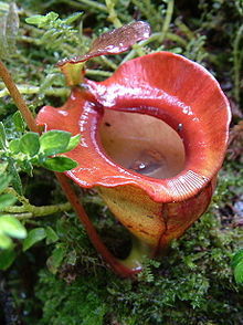 賈桂琳豬籠草的中位籠，其消化液中可見一個死去的蝸牛