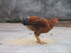 組織滴蟲病 組織滴蟲病