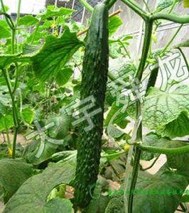 津綠4號黃瓜 津綠4號黃瓜