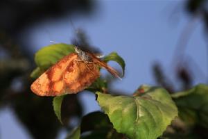 金三線蝶 金三線蝶