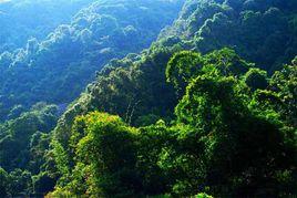 廣東王子山森林公園 廣東王子山森林公園
