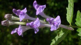 大花京黃芩 大花京黃芩