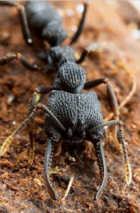 馬達加斯加神秘蟻 馬達加斯加神秘蟻