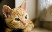 史上最早的貓奴是埃及人 嘉靖帝身為皇帝卻愛貓如痴