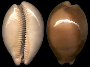 黑原寶螺 黑原寶螺