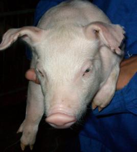 轉基因豬 轉基因豬