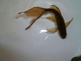 鐵魚[日本金魚]