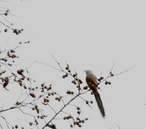 烏夜啼·金鴨余香尚暖 烏夜啼·金鴨余香尚暖