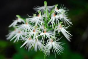 玉鳳花屬 玉鳳花屬