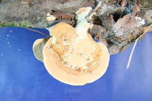 平絲硬孔菌 平絲硬孔菌