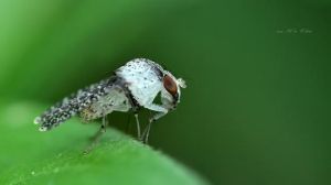 鉤脛食蟲虻亞科 鉤脛食蟲虻亞科
