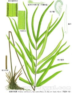 粗糙鳳尾蕨 粗糙鳳尾蕨