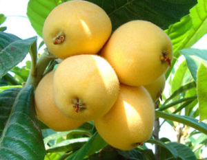 金秀縣大果枇杷 金秀縣大果枇杷