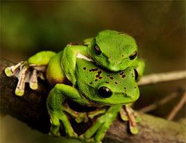 黑掌樹蛙 黑掌樹蛙