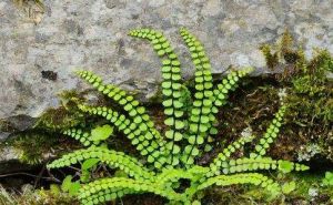 野席草根 野席草根