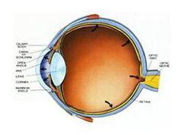 眼球垂直運動障礙 眼球垂直運動障礙