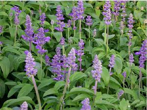 開萼鼠尾草 開萼鼠尾草