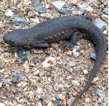 肋突螈屬 肋突螈屬