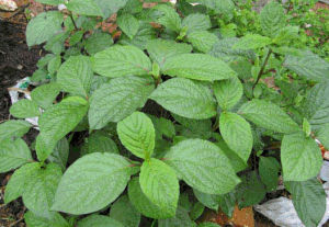 鈍葉土牛膝 鈍葉土牛膝