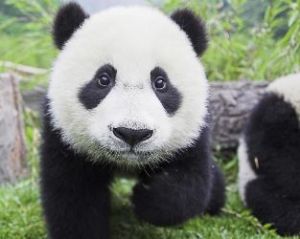 Giant panda Giant panda