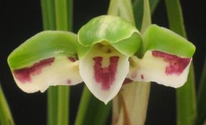 五彩蝴蝶 五彩蝴蝶