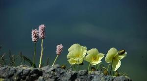 長白山罌粟(圖2)