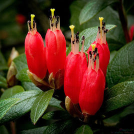 爆杖花(原變種) 爆杖花(原變種)