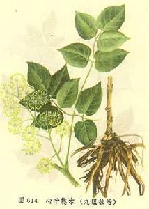 千斤黃花當歸湯 千斤黃花當歸湯