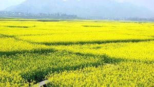 龍鳳花海景區 龍鳳花海景區