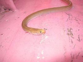 多齒明蛇鰻 多齒明蛇鰻