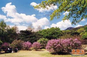 柔枝野丁香（原變種）