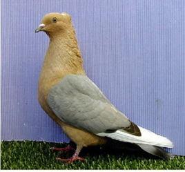 天使長鴿 天使長鴿