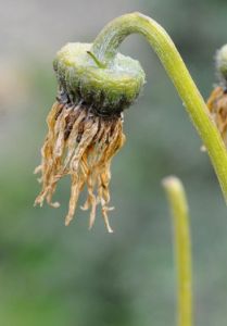 毛葉垂頭菊 毛葉垂頭菊