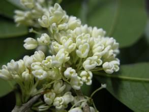 中華龍桂 中華龍桂