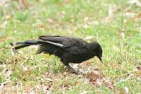 白翅澳鴉 白翅澳鴉