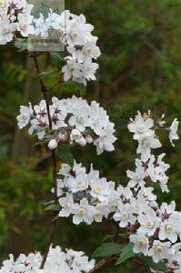 紫花溲疏 紫花溲疏