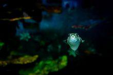 南充極地海洋世界奇趣海洋