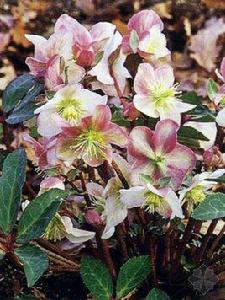 鐵筷子[毛茛科植物]