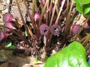 庫頁細辛 庫頁細辛